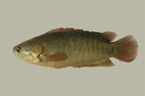 Anabas testudineus .
